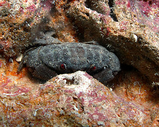 <i>Actaeodes</i> Genus of crabs