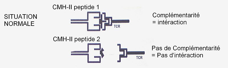 File:Activation des lymphocytes T par un antigène conventionnel.jpg