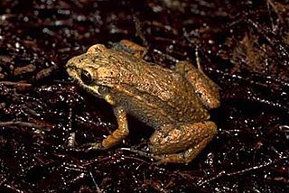 <i>Adenomera araucaria</i> Species of frog