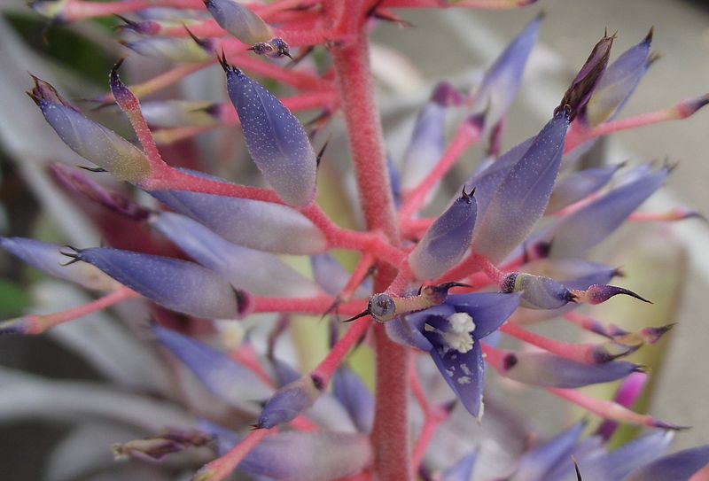 File:Aechmea fendleri.jpg