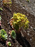 Vignette pour Aeonium glandulosum