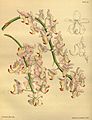 Aerides odorata (as syn. Aerides suavissima) plate 66 in first Edition: J. Lindley & J. Paxton: Paxton's Flower Garden (Orchidaceae) (1850-1853)