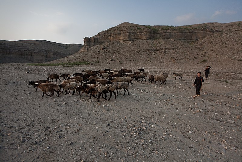 File:AfMoney-Jalalabad-CON-Herder-0005-2.jpg