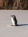 Thumbnail for File:African penguin, Cape Town ( 1050598).jpg