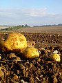 After the potato harvest - geograph.org.uk - 250244.jpg