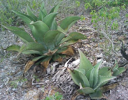 Agave_cocui