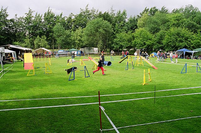 5 deportes para perros que tú y tu perro tenéis que probar este verano