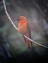 Koparsolkolibri, Aglaeactis cupripennis