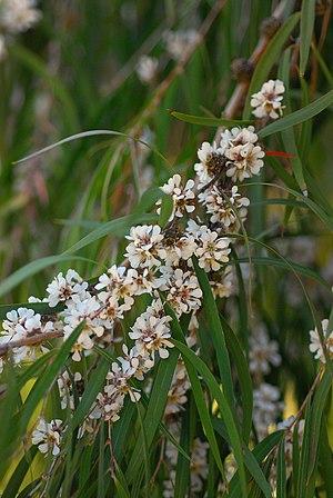 Agonis flexuosa.jpg