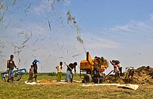 Threshing of paddy by machine, Bangladesh. Agriculture of Bangladesh 10.jpg