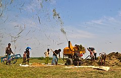 Landwirtschaft von Bangladesch 10.jpg