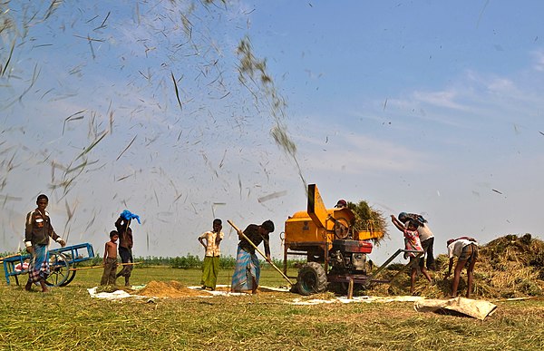 Threshing of paddy by machine, Bangladesh.