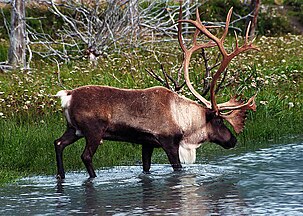 Rangifer tarandus caribou