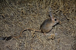 <span class="mw-page-title-main">Williams's jerboa</span> Species of mammal