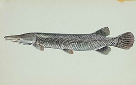 Alligator gar fish.jpg