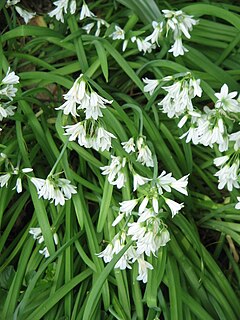 <i>Allium triquetrum</i> Species of flowering plant