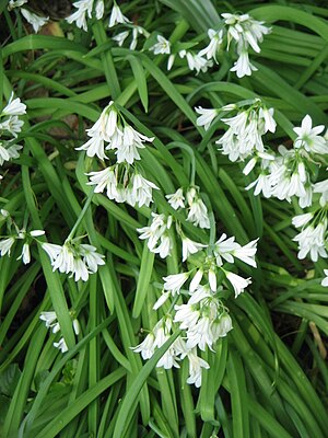 Allium triquetrum01.jpg