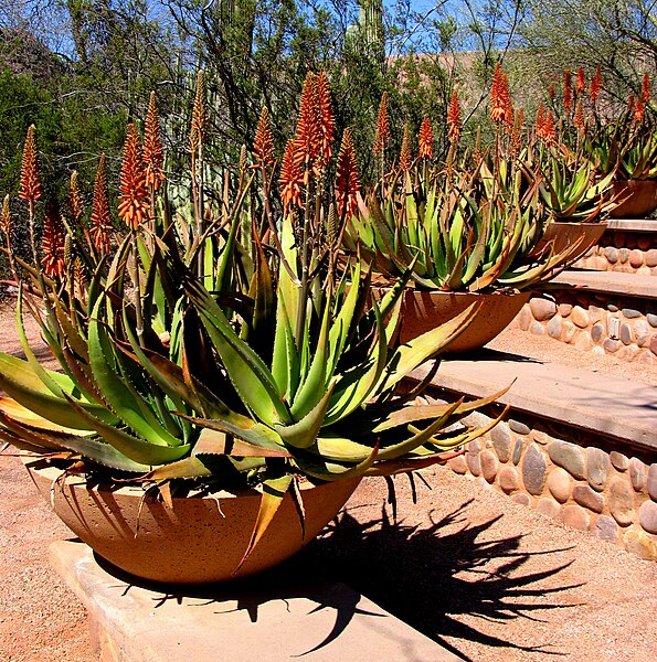 صورة:Aloe-plants.jpg
