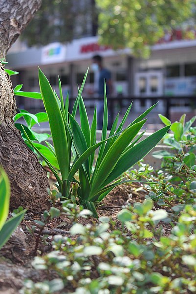 File:Aloe Vera plant in main mall, Gaborone.jpg