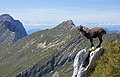 * Nomination Alpine ibex (Capra ibex) in the hills of Cima di Terrarossa, Julian Alps, Italy. --Kallerna 08:51, 23 October 2019 (UTC) * Promotion Good quality. Not bad! --Moroder 08:45, 28 October 2019 (UTC)