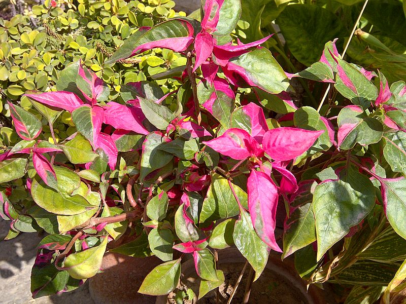 File:Alternanthera Party time.jpg