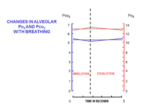 Fig. 5. The changes in the composition of the alveolar air during a normal breathing cycle at rest. The scale on the left, and the blue line, indicate the partial pressures of carbon dioxide in kPa, while that on the right and the red line, indicate the partial pressures of oxygen, also in kPa (to convert kPa into mm Hg, multiply by 7.5). Alveolar air.png