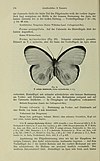 Amathusiidae (Page 174) BHL43026619.jpg