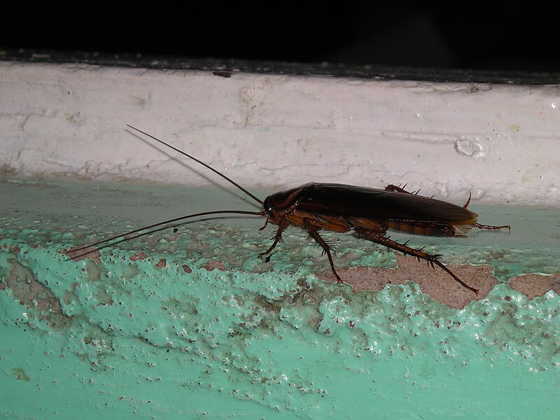 File:American cockroach.jpg