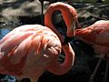 American flamingo.jpg