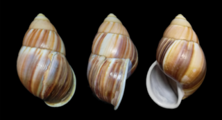 <i>Amphidromus javanicus</i> Species of large-sized air-breathing tree snail