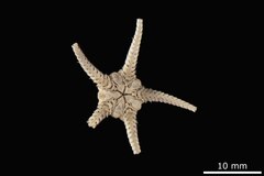 File:Amphiophiura pertusa - OPH-000237 hab-ven.tif (Category:Echinodermata in the Natural History Museum of Denmark)