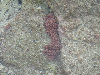 <i>Amphiroa beauvoisii</i> Species of thalloid red algae