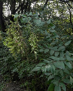 Amur Honeysuckle (Lonicera maackii)