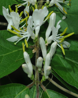 Amur honeysuckle flower