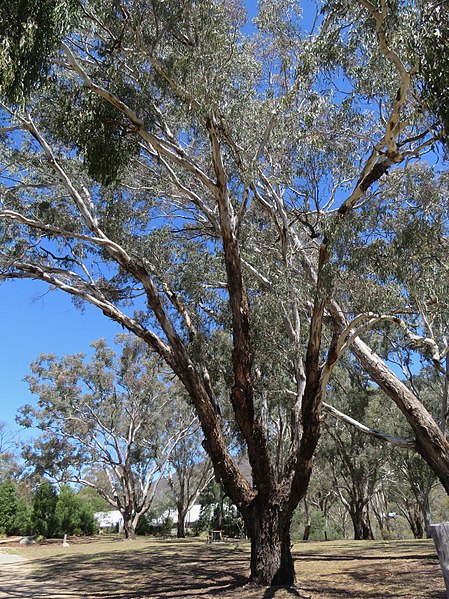 File:Amyema miquelii on Eucalyptus melliodora (37787985426).jpg