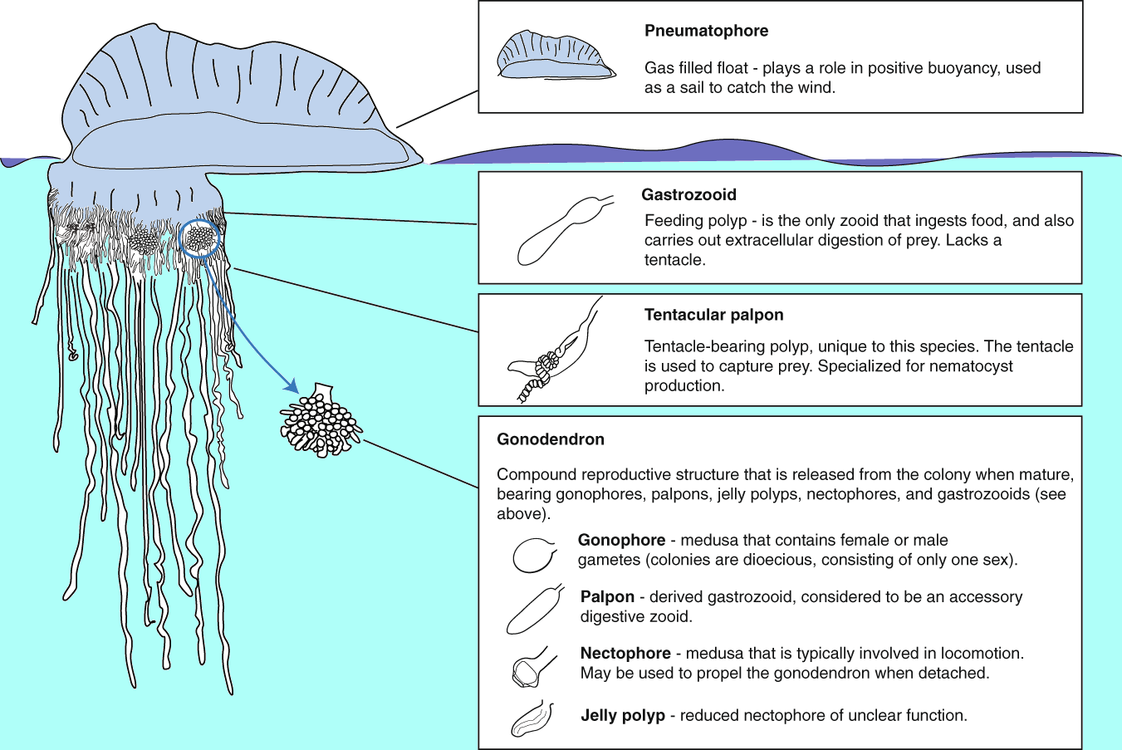 Анатомия на колония Physalia physalis  [4] с описания на функцията на всеки зооид