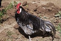 Andalusian Blue chicken (male).jpg