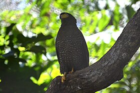 Andaman Serpent Eagle from South Andaman DSC 7733.jpg