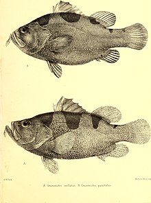 Fische der Südsee (1873) (18009240459). Andrew Garrett's Fische der Südsee .jpg