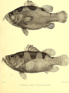 <i>Pogonoperca ocellata</i> Species of fish