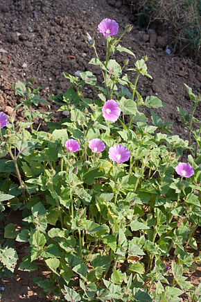 Descrição da imagem Anoda cristata - Flowering.jpg.