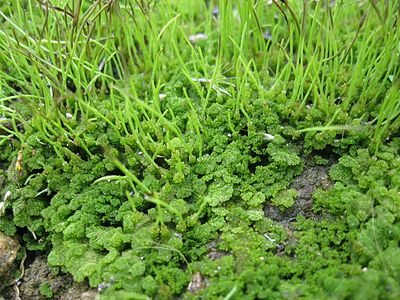 Hornwort