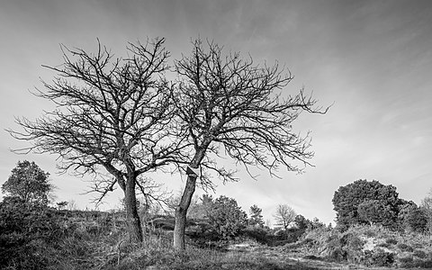 Two Portuguese oaks (Quercus faginea) near the former Vitoria mountain pass. Álava, Basque Country, Spain