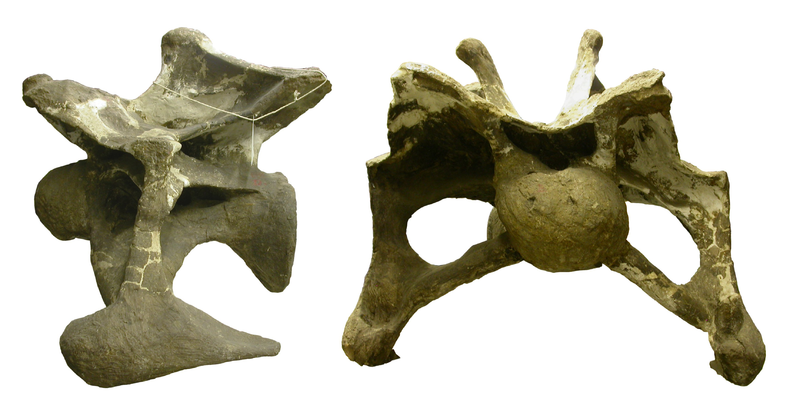 File:Apatosaurus ajax holotype cervical.png