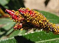 Aphis nerii на почках Nerium oleander.