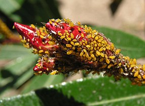 Hembras partenogenéticas del pulgón Aphis nerii sobre capullos florales de adelfa (Nerium oleander).