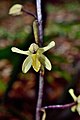 Aphyllorchis montana