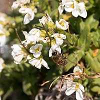 Abeille sur les arabettes des alpes