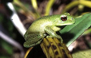 Beschrijving van de afbeelding Aplastodiscus perviridis.jpg.