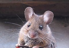 Šumski miš (Apodemus sylvaticus)